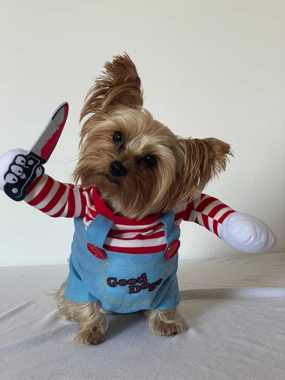 Dog Halloween Costumes