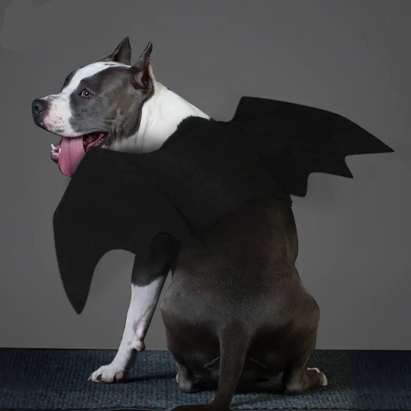 Halloween Pet Bat Wings Costume for Dogs and Cats